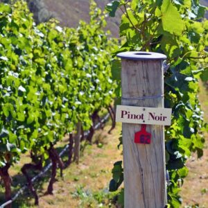 Pinot Noir vineyard sign